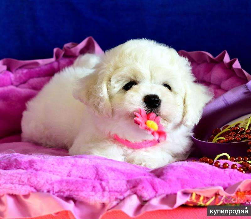 Собаки в Москве: Бишон фризе белоснежные щенки Девочка, 120 000 руб. - фото 2