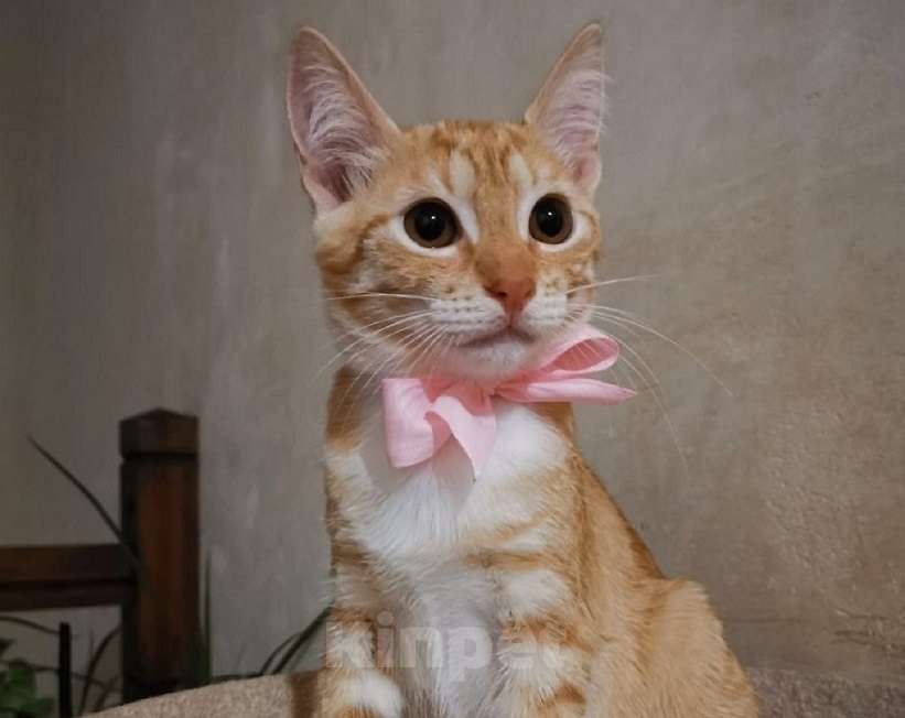 Кошки в Москве: Молоденькая рыжая Злата ищет дом! Девочка, Бесплатно - фото 1