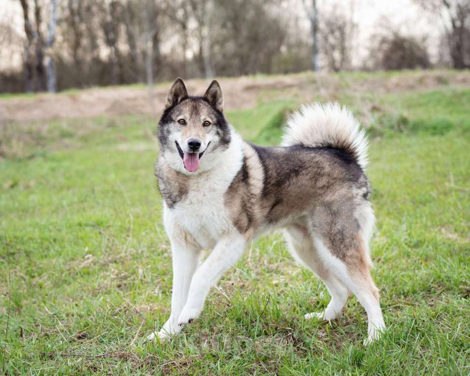 Собаки в Москве: Весёлый, активный породистый Лайк оказался в приюте и ждёт свою семью Мальчик, Бесплатно - фото 5