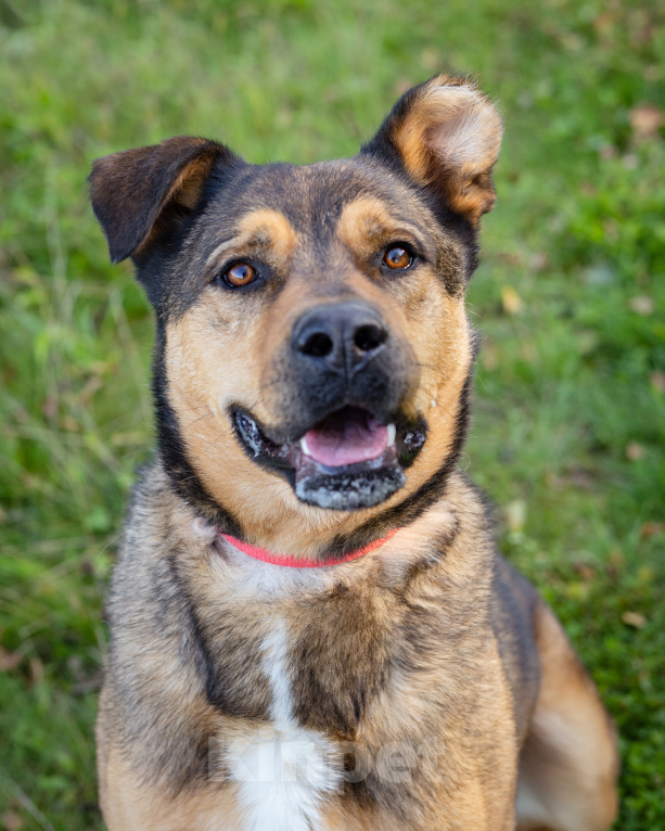 Собаки в Москве: Бывшедомашний пёс в приюте в поисках новой семьи Мальчик, Бесплатно - фото 3