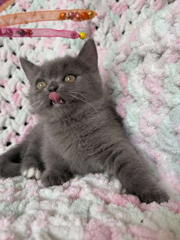 Кошки в Москве: Манчкин менуэт DBE Девочка, 100 000 руб. - фото 6