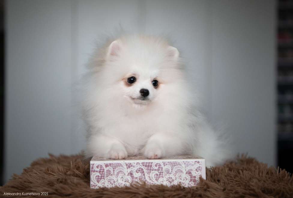 Собаки в Челябинске: Померанский шпиц девочка Девочка, Бесплатно - фото 3