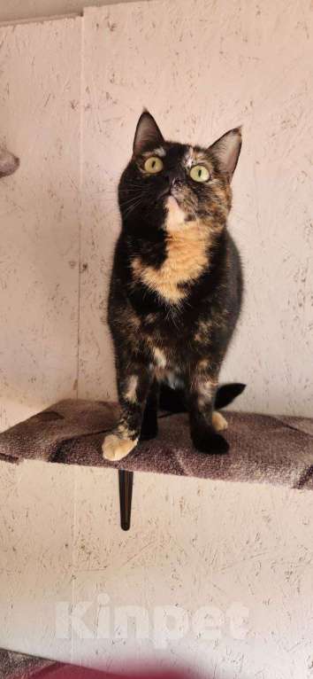 Кошки в Москве: История Милки: когда “временно” стало навсегда Девочка, Бесплатно - фото 4