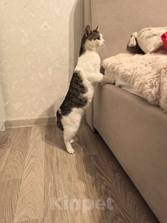 Кошки в Санкт-Петербурге: Котёнок Балерина ищет дом Девочка, Бесплатно - фото 3