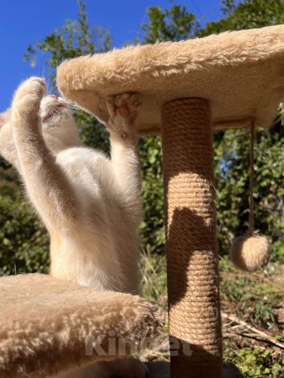 Кошки в Геленджике:  золотой котенок Мальчик, 9 000 руб. - фото 3