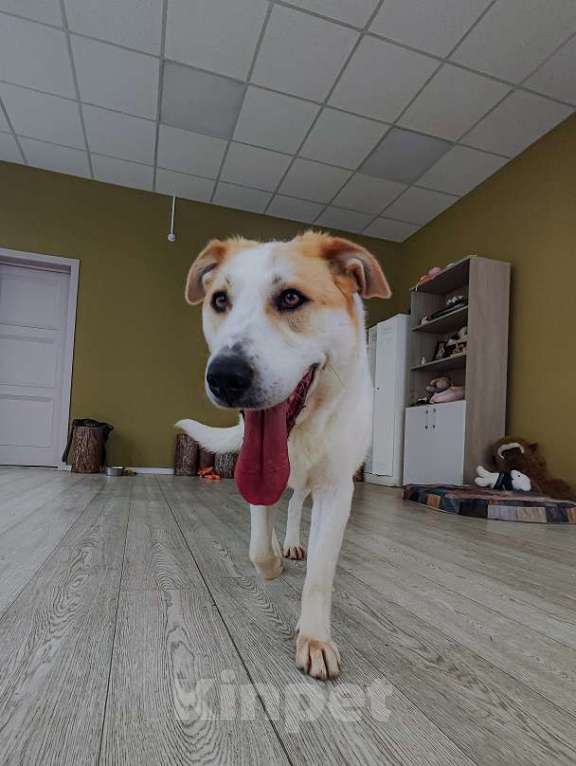 Собаки в Москве: Альба Девочка, Бесплатно - фото 9