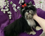 Собаки в Москве: Чёрный йорк девочка стандарт кукольная Девочка, 70 000 руб. - фото 1