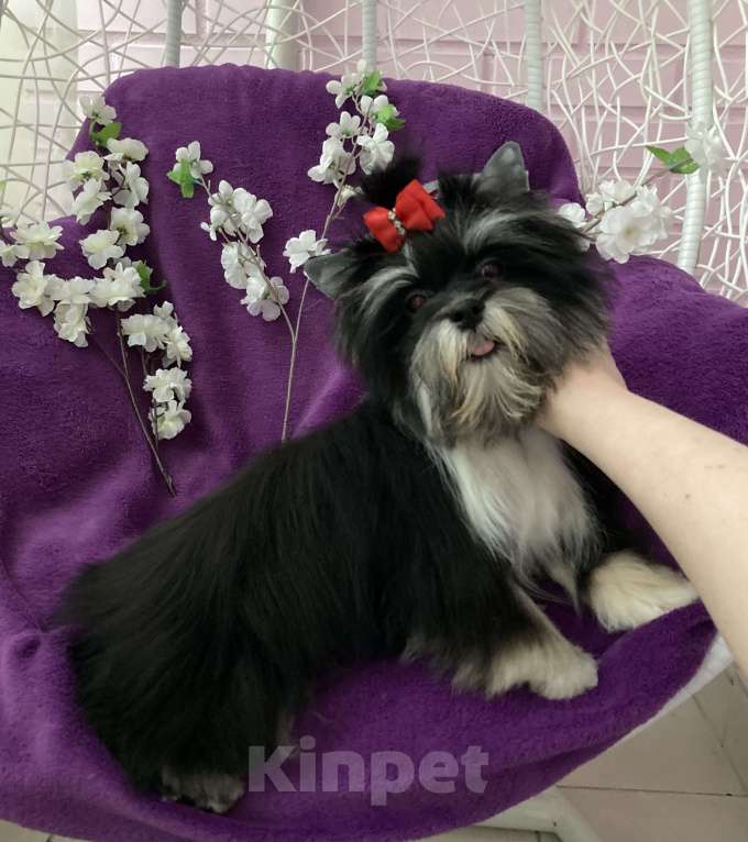 Собаки в Москве: Чёрный йорк девочка стандарт кукольная Девочка, 70 000 руб. - фото 1