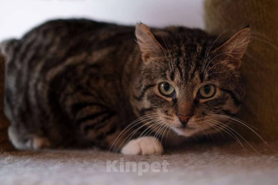 Кошки в Санкт-Петербурге: Говорун из приюта в добрые руки Мальчик, Бесплатно - фото 5