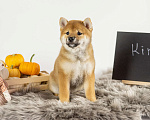 Собаки в Барнауле: Малышка Сиба Ину (Shiba Inu) Девочка, 100 000 руб. - фото 1