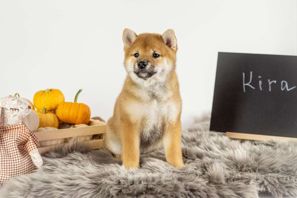 Собаки в Барнауле: Малышка Сиба Ину (Shiba Inu) Девочка, 100 000 руб. - фото 1