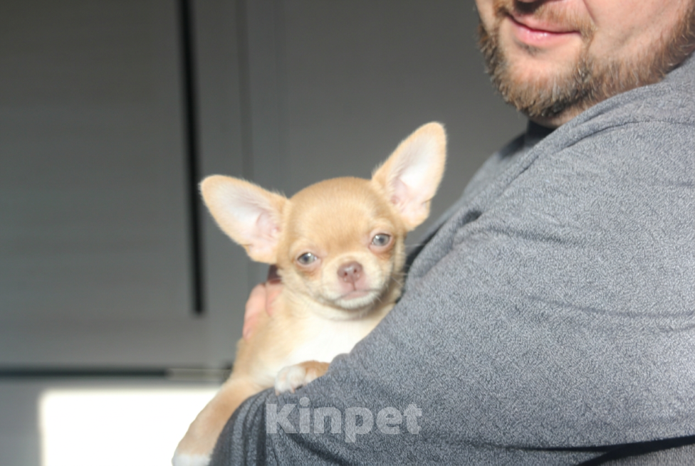 Собаки в Саратове: Девочка чихуахуа Девочка, 40 000 руб. - фото 2