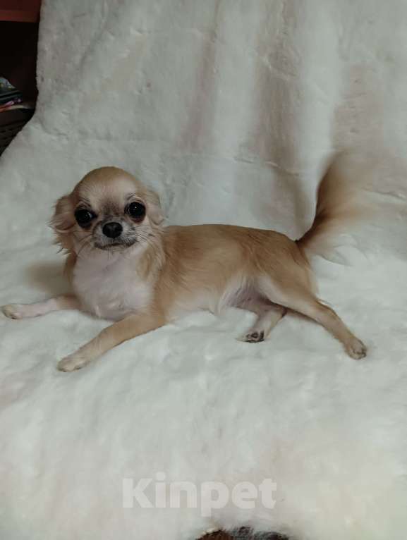 Собаки в Новосибирске: Щенок Чихуахуа Девочка, 115 000 руб. - фото 3