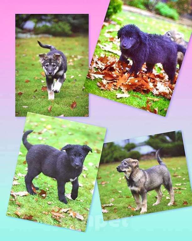 Собаки в Москве: Чудесные домашние щенки мальчик и девочки в добрые руки Девочка, 10 руб. - фото 1