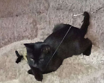 Кошки в Москве: котенок Блэки ищет дм  Девочка, Бесплатно - фото 6