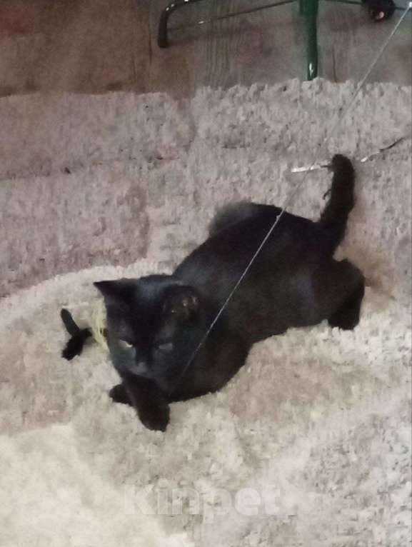Кошки в Москве: котенок Блэки ищет дм  Девочка, Бесплатно - фото 6
