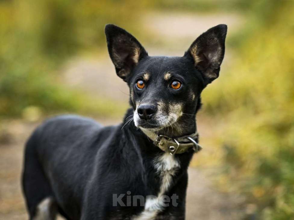 Собаки в Москве: Маленькая собачка в дар Девочка, Бесплатно - фото 4