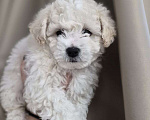 Собаки в Реутове: Бишон Фризе щенок Девочка, 65 000 руб. - фото 4