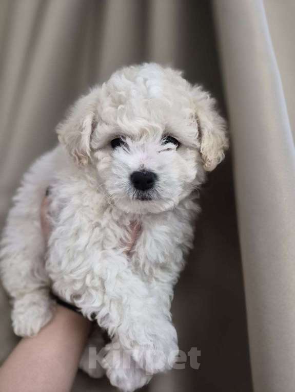 Собаки в Реутове: Бишон Фризе щенок Девочка, 65 000 руб. - фото 4