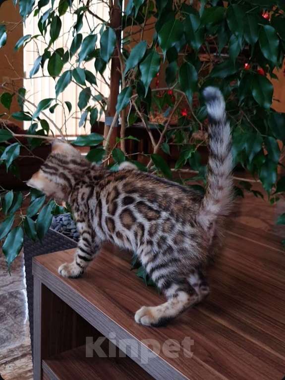 Кошки в Симферополе: Бенгальская девочка  Девочка, 60 000 руб. - фото 4