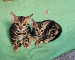 Кошки в Ростове-на-Дону: Бенгальские котята Девочка, 13 000 руб. - фото 3