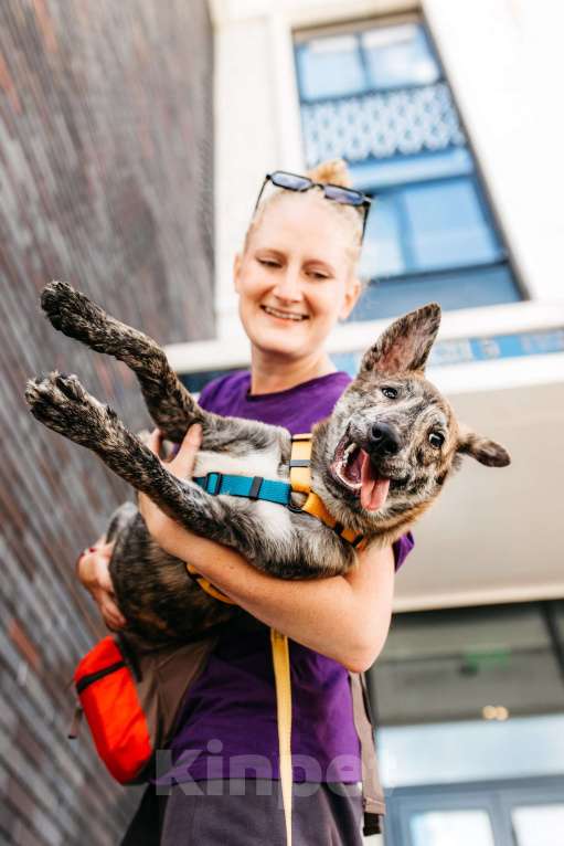 Собаки в Москве: Уникальный Чиззи ищет дом Мальчик, Бесплатно - фото 6