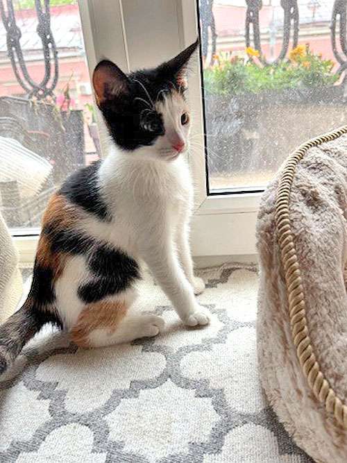 Кошки в Санкт-Петербурге: Надоевшие игрушки, три котенка и мама-кошка в добрые руки Девочка, 10 руб. - фото 3