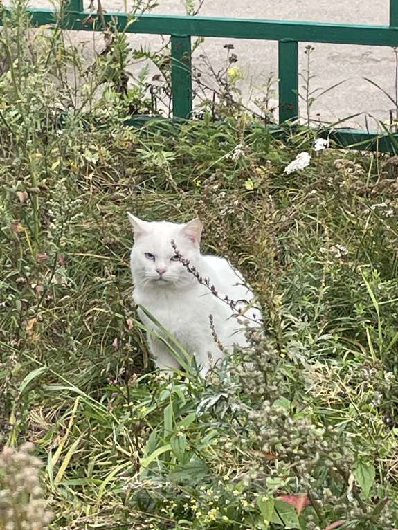 Кошки в Нижнем Новгороде: Потеряшка Мальчик, Бесплатно - фото 2