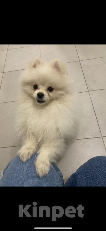 Собаки в Апрелевке: Мини шпиц Микки Мальчик, 15 000 руб. - фото 3