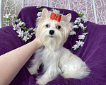 Собаки в Москве: Голубоглазый йорк белая девочка Девочка, 120 000 руб. - фото 2
