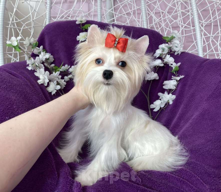 Собаки в Москве: Голубоглазый йорк белая девочка Девочка, 120 000 руб. - фото 2