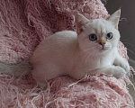 Кошки в Арзамасе: Шотландская девочка шиншилла колор поинт  Девочка, 15 000 руб. - фото 2