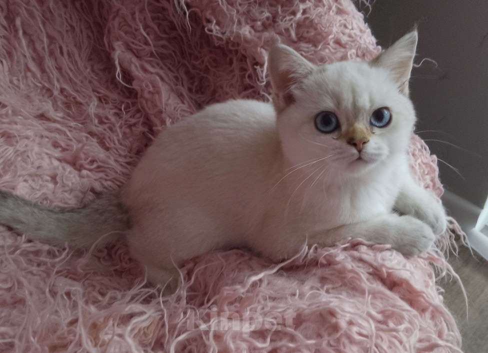 Кошки в Арзамасе: Шотландская девочка шиншилла колор поинт  Девочка, 15 000 руб. - фото 2