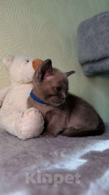 Кошки в Москве: Бурманский котенок Разнополые, 80 000 руб. - фото 3