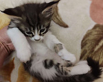 Кошки в Саратове: котята-мейн-куны Девочка, 10 000 руб. - фото 1