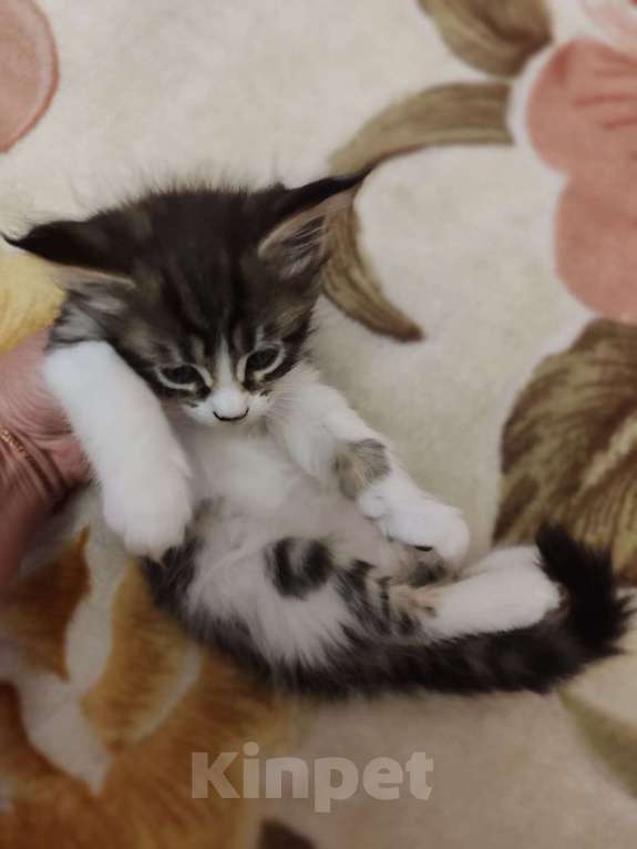 Кошки в Саратове: котята-мейн-куны Девочка, 10 000 руб. - фото 1