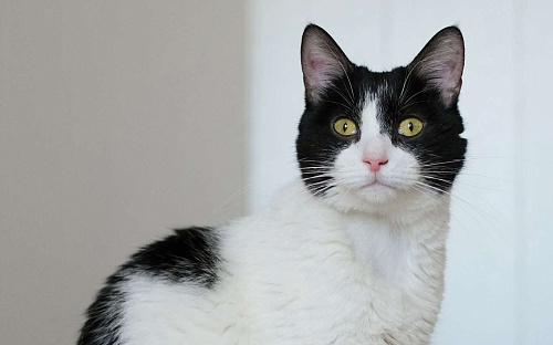 Бонифаций из приюта в добрые руки