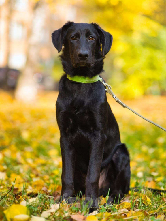 Собаки в Москве: СПАЙК - верный компаньон и заводила Мальчик, Бесплатно - фото 3