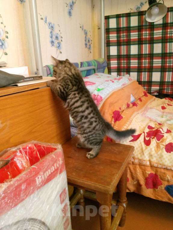 Кошки в Красноярске: Кошечка ищет добрых хозяев Девочка, Бесплатно - фото 7