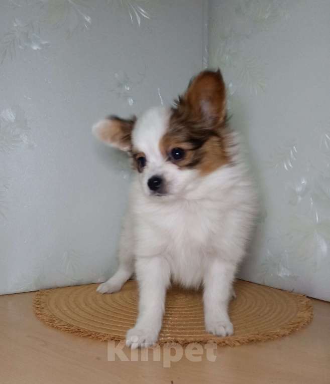 Собаки в Москве: Малышка-папийон интересного окраса Девочка, Бесплатно - фото 1