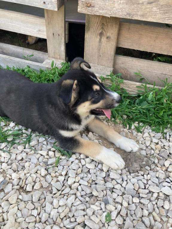 Собаки в Москве: Мира, щенок-егоза в добрые руки Девочка, Бесплатно - фото 6