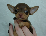 Собаки в Москве: Детка тоя Девочка, 50 000 руб. - фото 2