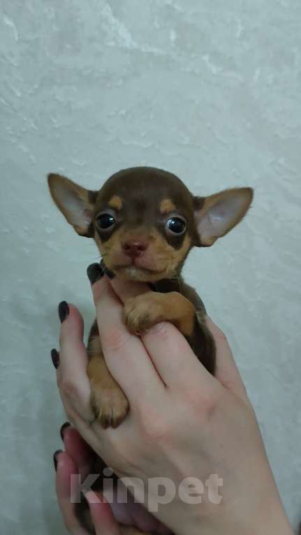 Собаки в Москве: Детка тоя Девочка, 50 000 руб. - фото 2