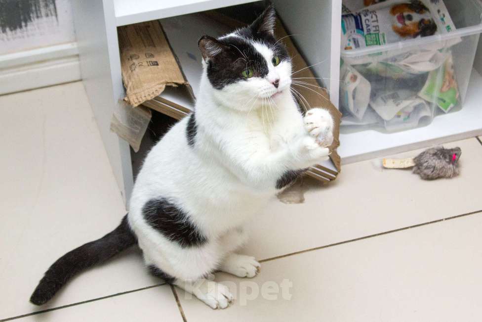 Кошки в Москве: Это Снежок. Кот, который только учится общаться с человеком. Мальчик, Бесплатно - фото 4