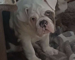 Собаки в Москве: Английский бульдог Девочка, 50 000 руб. - фото 4