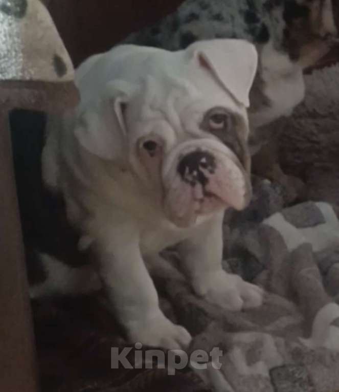 Собаки в Москве: Английский бульдог Девочка, 50 000 руб. - фото 4