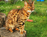 Кошки в Подольске: Пропал кот  Мальчик, 5 000 руб. - фото 1