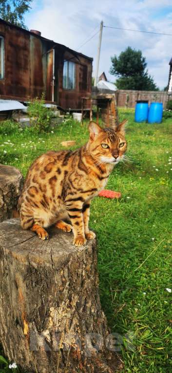 Кошки в Подольске: Пропал кот  Мальчик, 5 000 руб. - фото 1