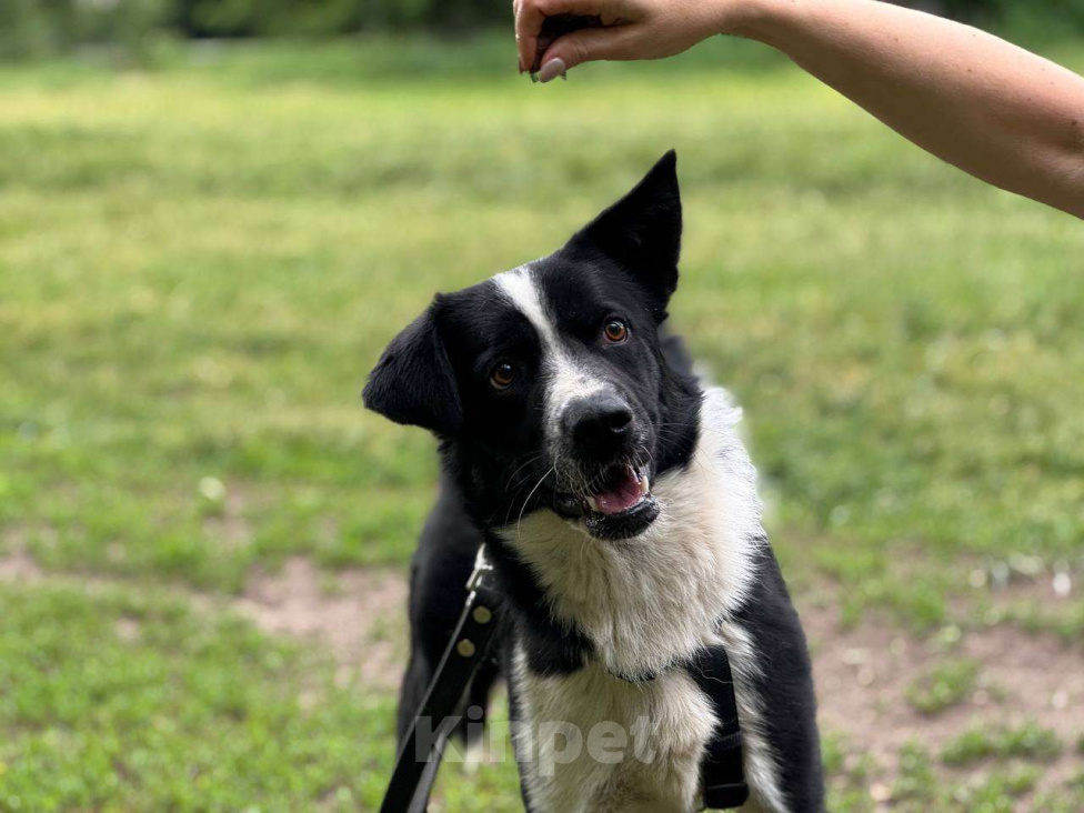 Собаки в Москве: Звездный мальчик Мальчик, Бесплатно - фото 5