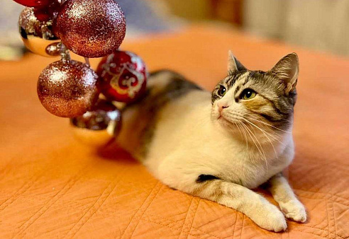 Ласковая Шурочка ищет дом